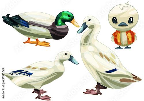 A set of hand drawn ducks The breed of Welsh harlequin