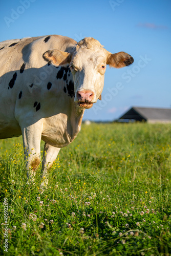 Vache laitière dans les champs en pleine nature.
