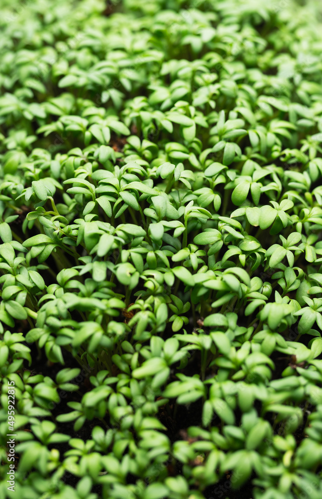 microgreen background organic seedling