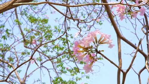 Pink trumpet tree or Tabebuia rosea  photo