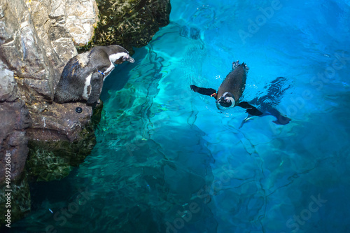 Фотография penguins frolic in a large turquoise aquarium