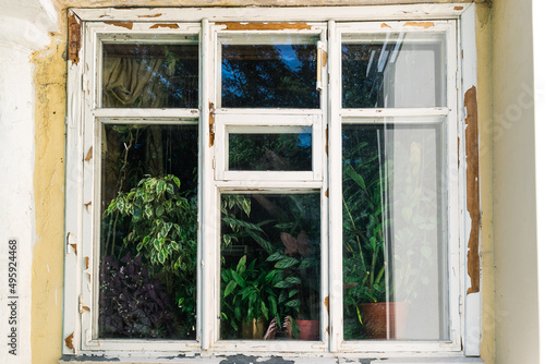 Home plants in pots on the windowsill behind the glass of an old wooden window view from the street, sunny day
