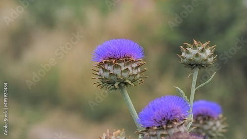 Beauty image with giant thistle flower and blur background