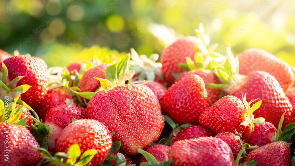 Wide photo of ripe tasty strawberries in the box against morning sun. Picking berries on the farm early in the morning Wide photo of ripe tasty strawberries in the box against morning sun. Picking berries on the farm early in the morning