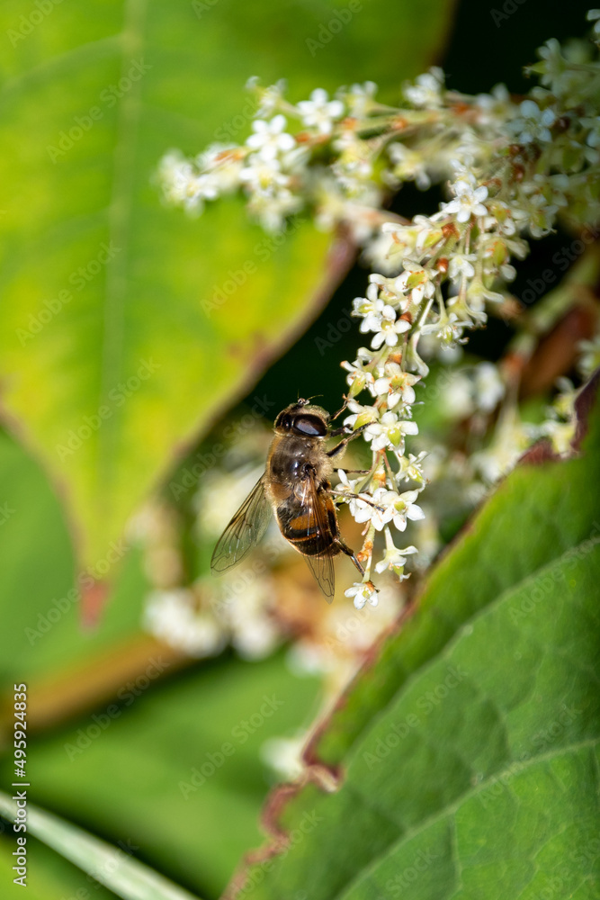 A drone fly, Eristalis tenax, feeding from the white flowers of the invasive weed, Japanese knotweed, Fallopia japonica A drone fly, Eristalis tenax, feeding from the white flowers of the invasive weed, Japanese knotweed, Fallopia japonica