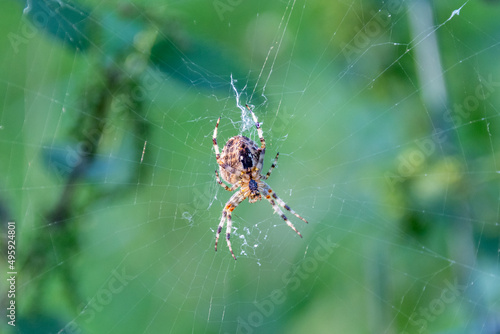 A garden spider, Araneus diadematus, aka cross orb weaver, sat at the centre of a damaged orb web. It is waiting for other invertebrate life to becaught by the sticky web for food