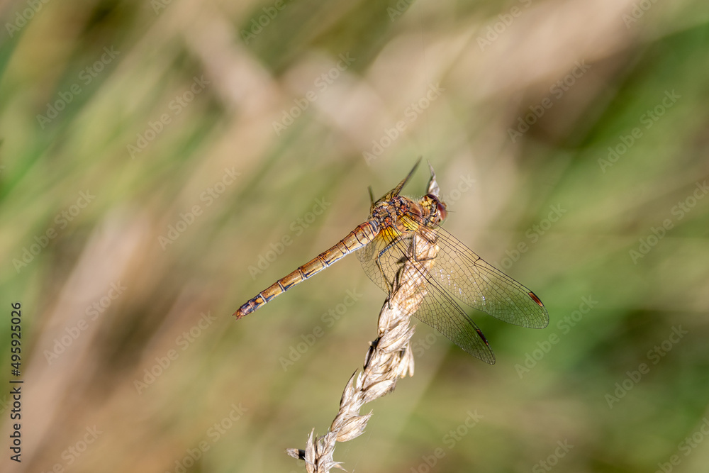 A female common darter dragonfly, Sympetrum striolatum, resting on a dried out grass seedhead A female common darter dragonfly, Sympetrum striolatum, resting on a dried out grass seedhead