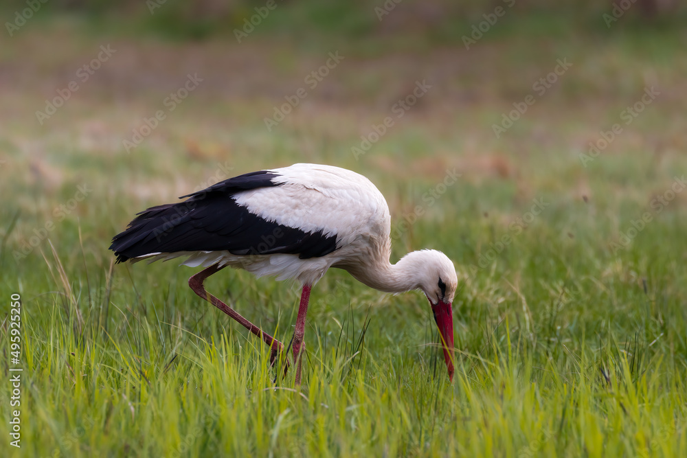 Fototapeta premium White stork, Ciconia ciconia, on a green meadow, white stork ecosystem, colorful flower meadow. A large bird associated with the countryside in the feeding grounds. The stork is looking for insects, a