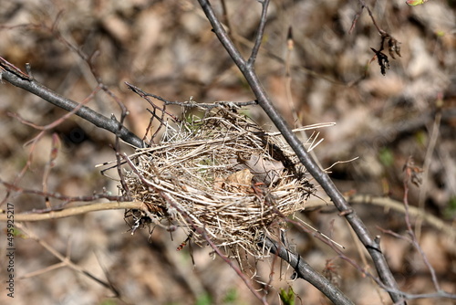 Nebra, altes Vogelnest auf dem Weg zur Fundstelle