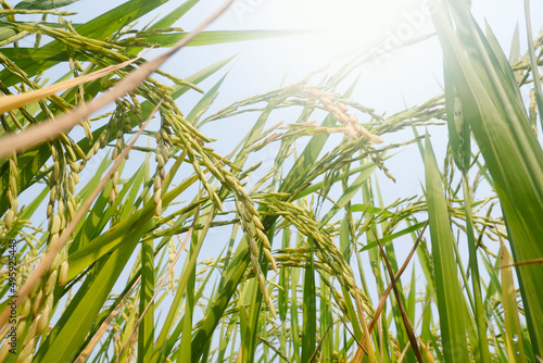 Rice sprouts in paddy field.