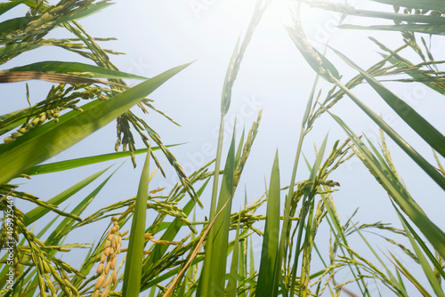 Rice sprouts in paddy field.