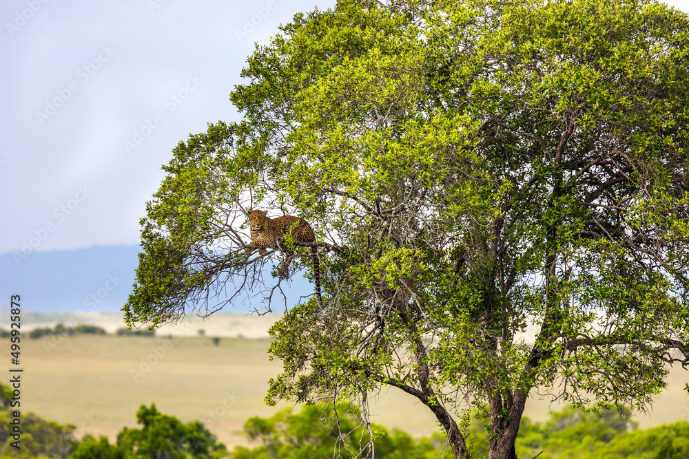 Big cat - spotted leopard Big cat - spotted leopard