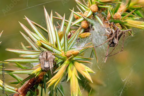 Velvet spider photo