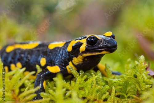Fire salamander (Salamandra salamandra) © Florian