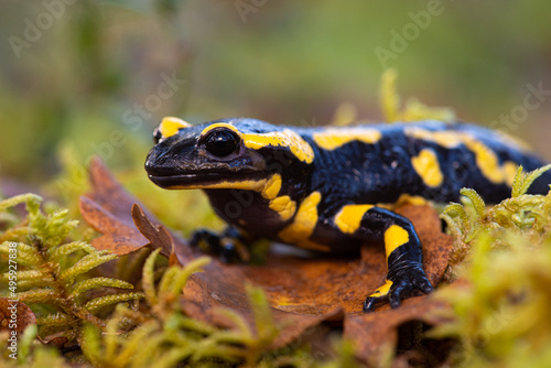 Fire salamander (Salamandra salamandra)