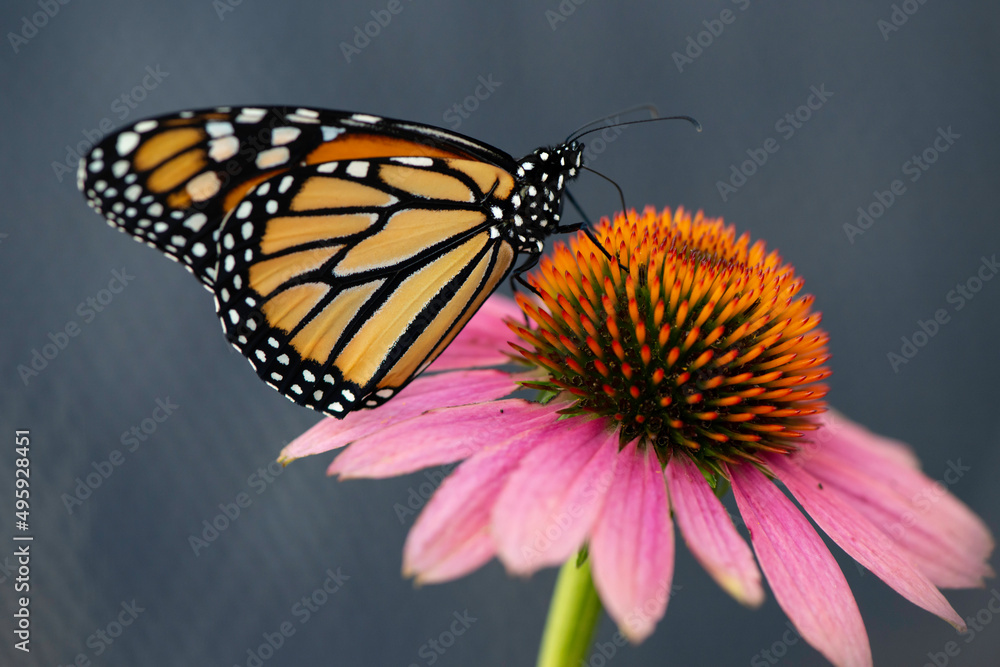 Obraz premium Monarch Butterfly