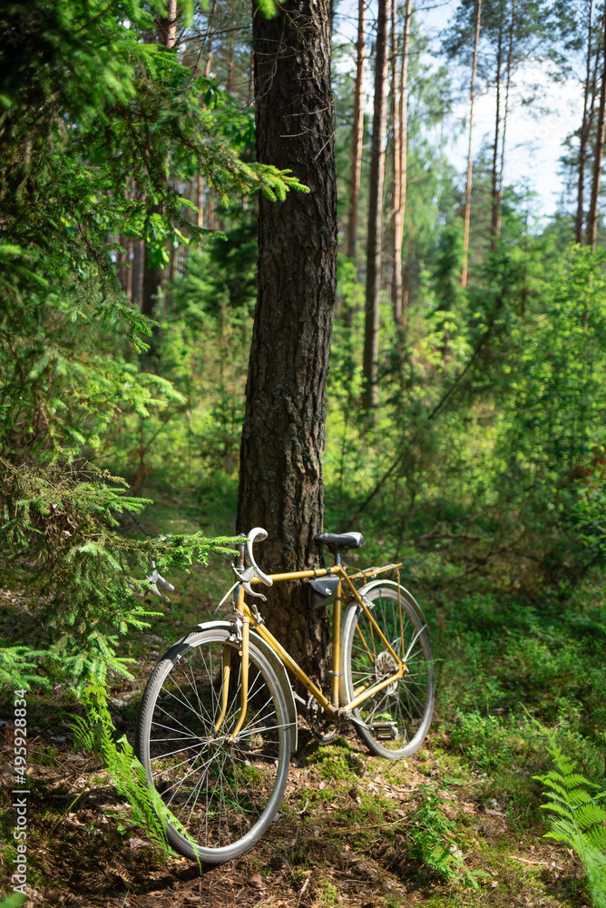 Vintage golden color bicycle in the forest near the pine trunk, hard bright sun natural light