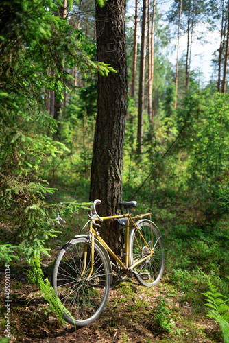 Vintage golden color bicycle in the forest near the pine trunk, hard bright sun natural light