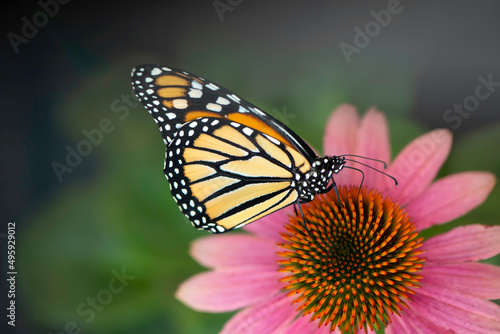 Monarch Butterfly photo