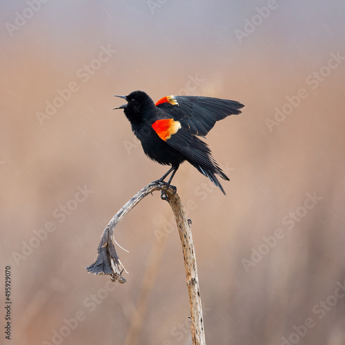 red winged blackbird displaying