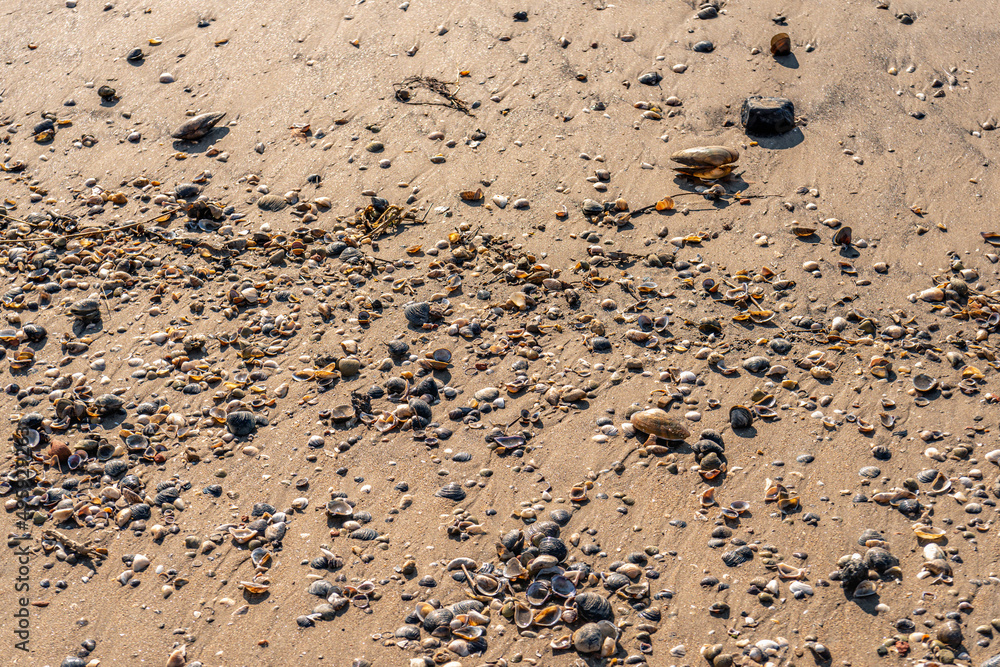 Closeup of a sandy beach on the Dutch river Waal. On the sand are washed up shells and small stones. The photo was taken near the village of Vuren in the province of Gelderland. Closeup of a sandy beach on the Dutch river Waal. On the sand are washed up shells and small stones. The photo was taken near the village of Vuren in the province of Gelderland.