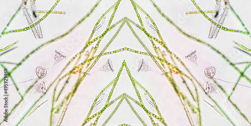 Vorticella microstoma with green algae under microscopic view photo