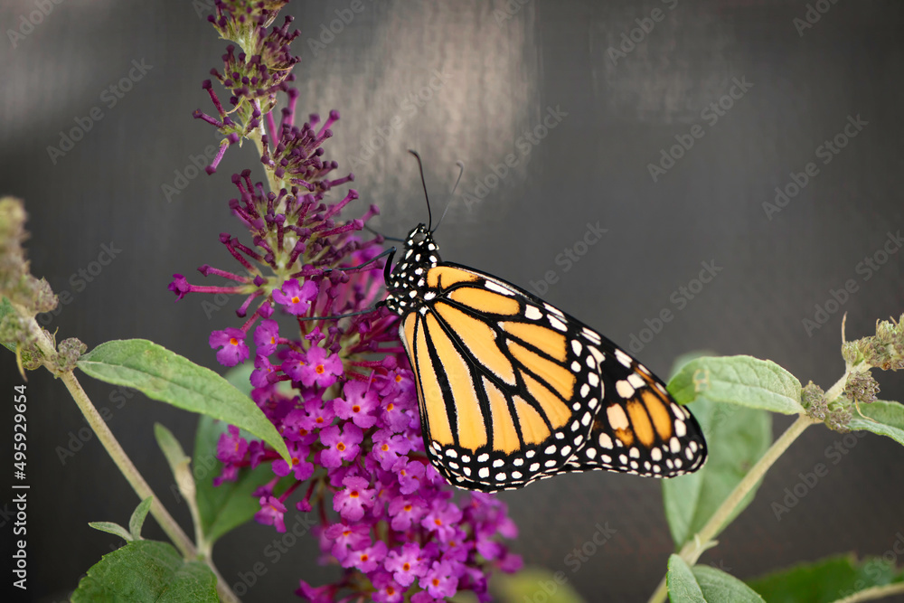 Naklejka premium Monarch Butterfly