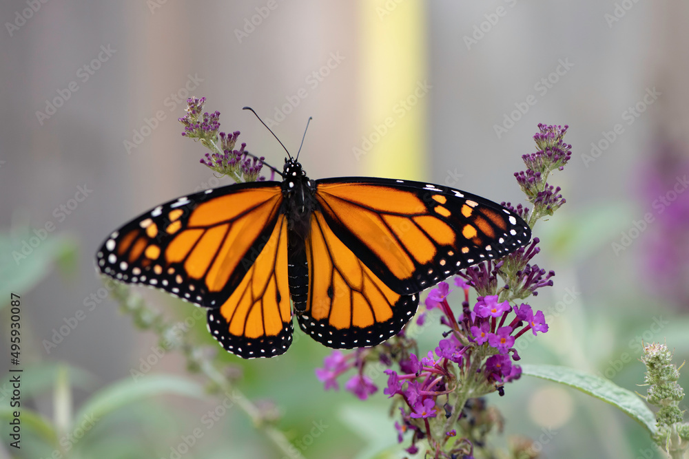 Fototapeta premium Monarch Butterfly