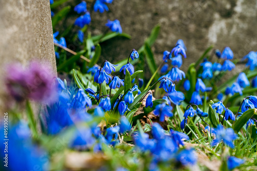 blue flowers scilla spring