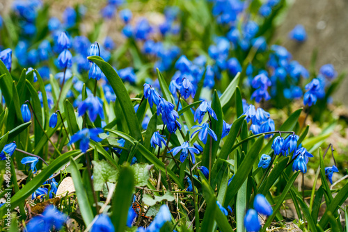 blue flowers scilla spring