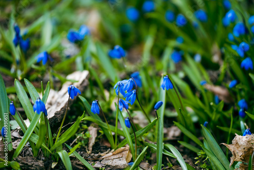 blue spring flowers