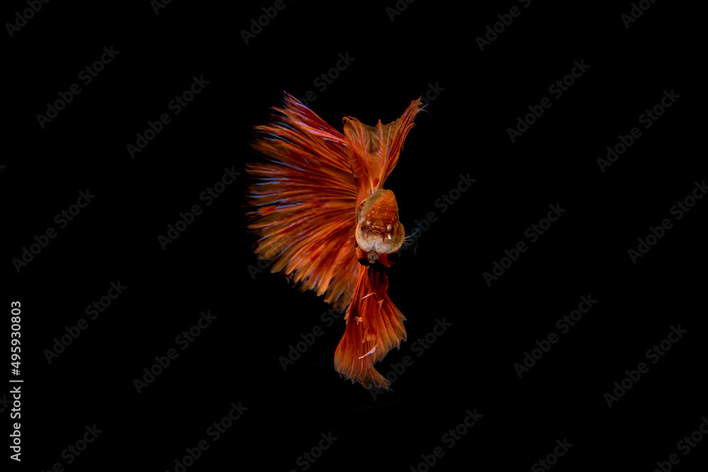Obraz premium motion of betta fish. fighting fish isolated on black background.