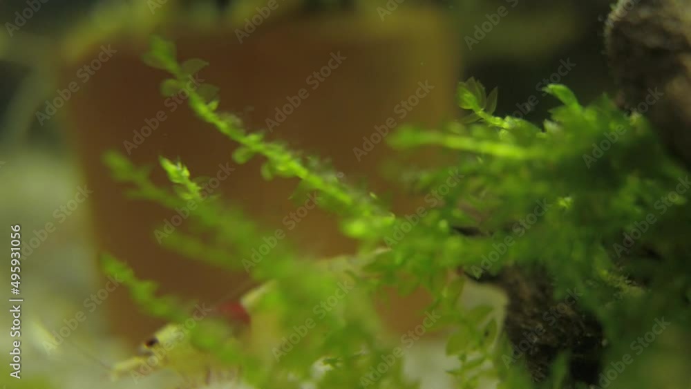 Crystal Red Shrimp walks among the moss to find food Crystal Red Shrimp walks among the moss to find food