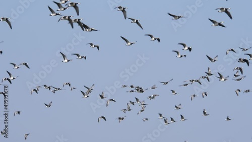 Barnacle geese flying in the polder of Eemnes in the netherlands, end of the shot they all dissapear with a blue sky left photo