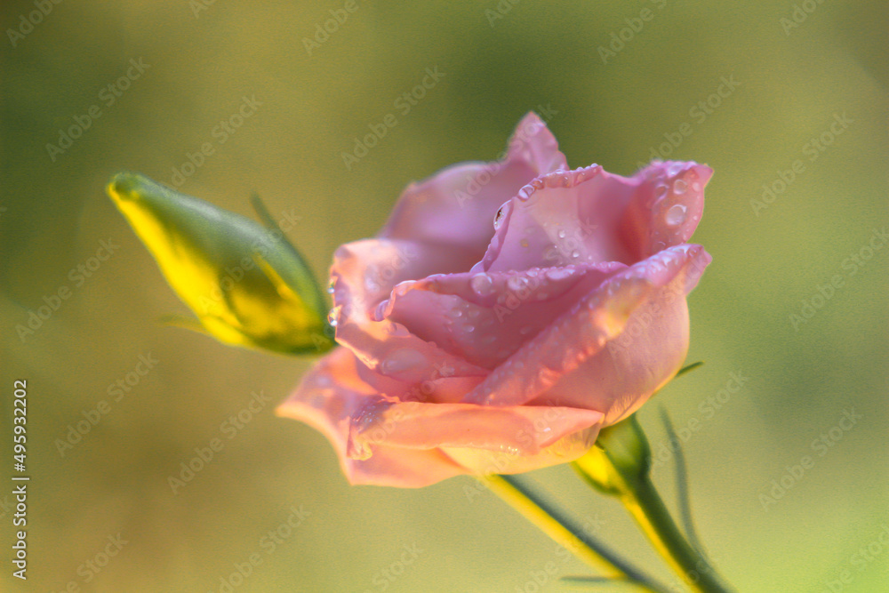 Różowy kwiat - obrazy, fototapety, plakaty 