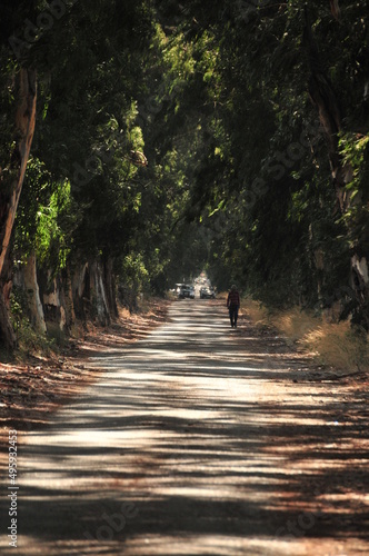 forest walking path with trees stone road in nature, summer walking path forest road green nature landscape, man walking alone in forest path