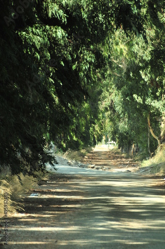 forest walking path with trees stone road in nature, summer walking path forest road green nature landscape
