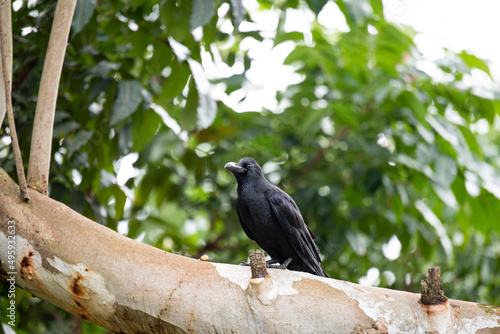 Black Crow © pichaitun