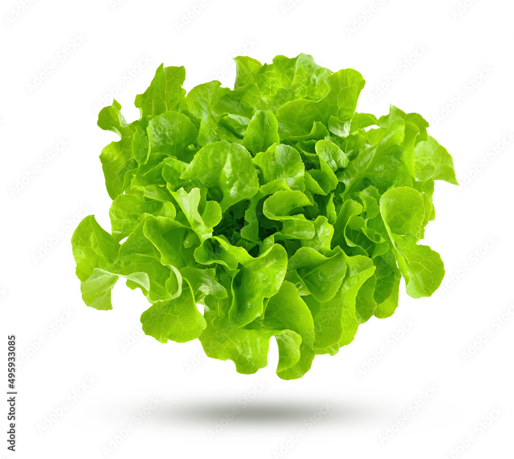 Green oak lettuce isolated on white background. - obrazy, fototapety, plakaty 