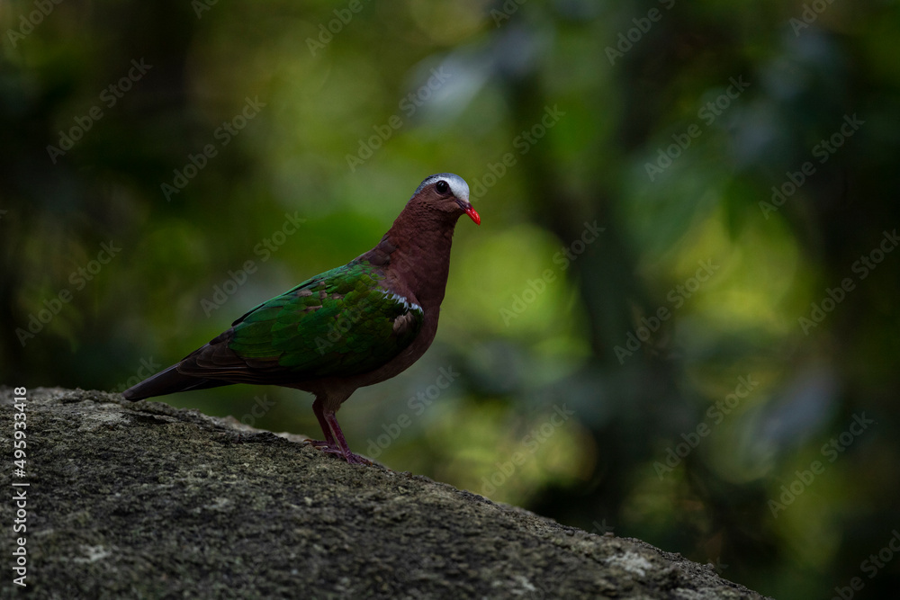 Common emerald dove