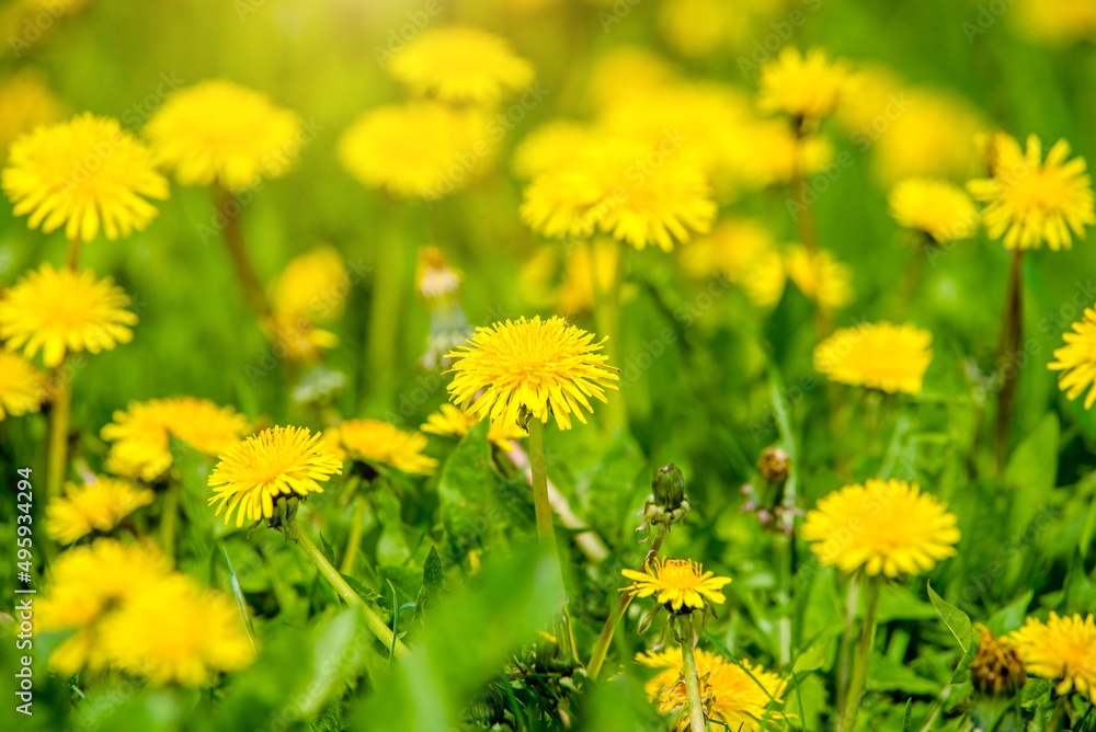 Yellow dandelions blooming on grass background
Yellow dandelions blooming on grass background