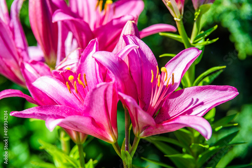 Pink lilys bloom in the botanical garden 