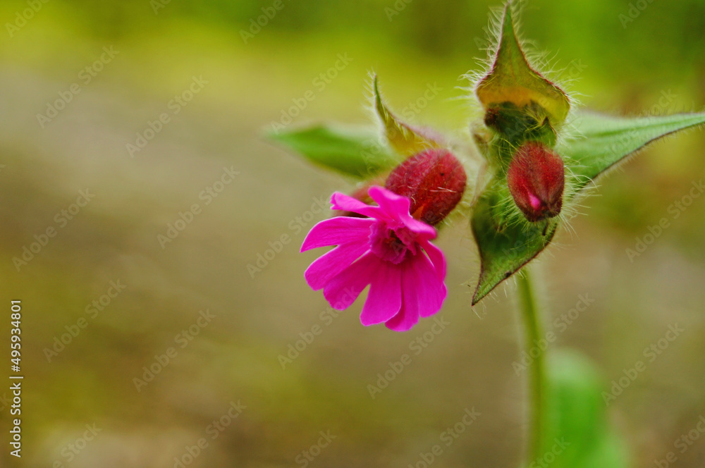 Fototapeta premium Wild flower with bright rose petals and green leaves on the lawn on a spring day