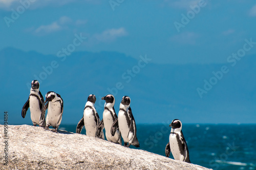 African Penguins