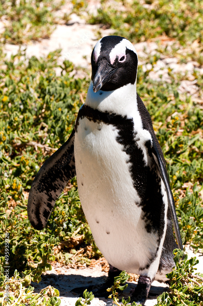 Obraz premium African Penguin