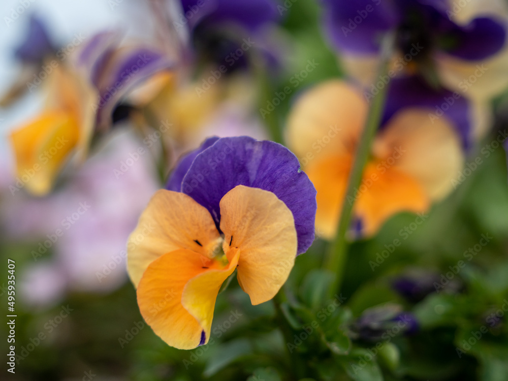 Tricolor flower close-up. macro photography. Pansy flower. Tricolor flower close-up. macro photography. Pansy flower.