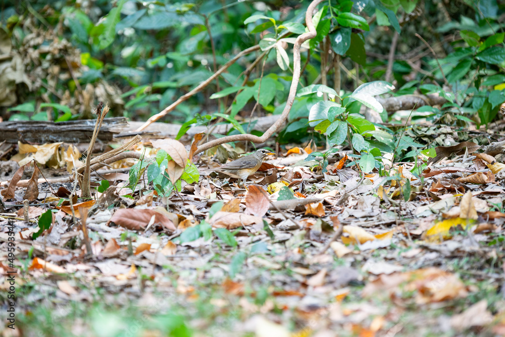 Eyebrowed Thrush Eyebrowed Thrush
