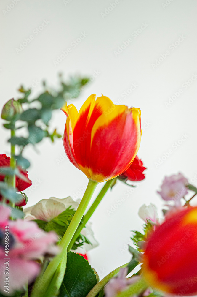 Fototapeta premium Tulipano singolo