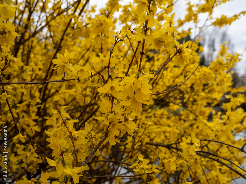 Blooming forsythia spring yellow beautiful bright flowers Blooming forsythia spring yellow beautiful bright flowers