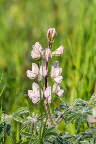 Flowers and buds of pink lupine closeup on a blurred background.